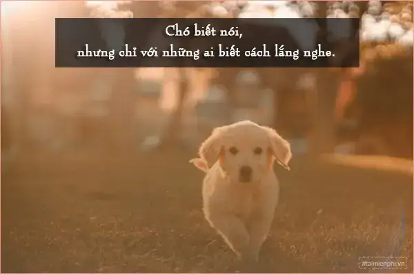 câu nói hay về chó mèo câu nói hay về chó mèo