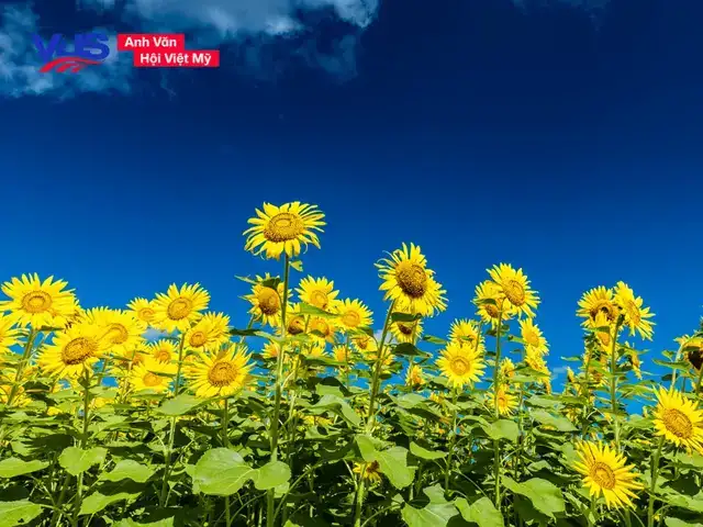 những câu nói hay về kỷ niệm bằng tiếng anh