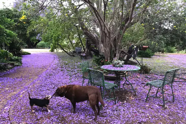 những câu nói hay về hoa phượng tím những câu nói hay về hoa phượng tím