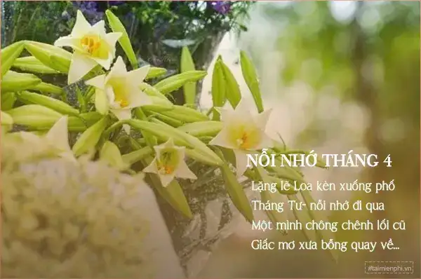 những câu nói hay về hoa loa kèn những câu nói hay về hoa loa kèn