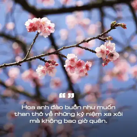 những câu nói hay về hoa anh đào