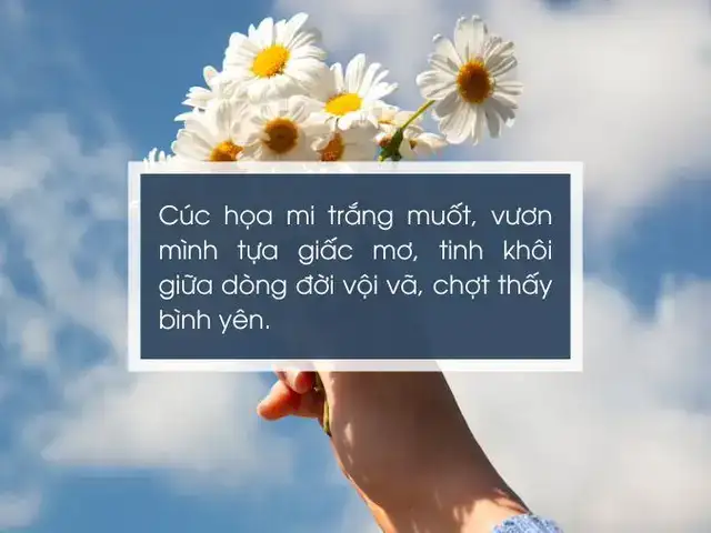 câu nói về cúc hoạ mi câu nói về cúc hoạ mi