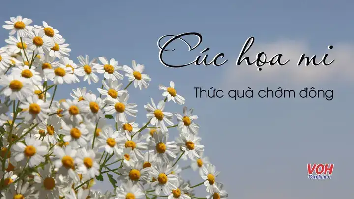 câu nói về cúc hoạ mi câu nói về cúc hoạ mi