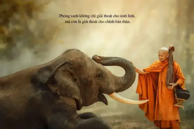 câu nói hay về phóng sanh câu nói hay về phóng sanh