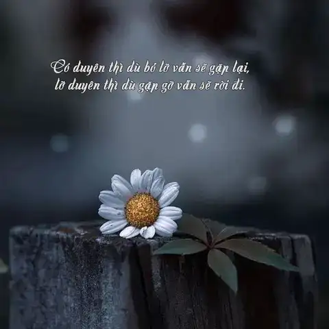 câu nói hay về nhân duyên