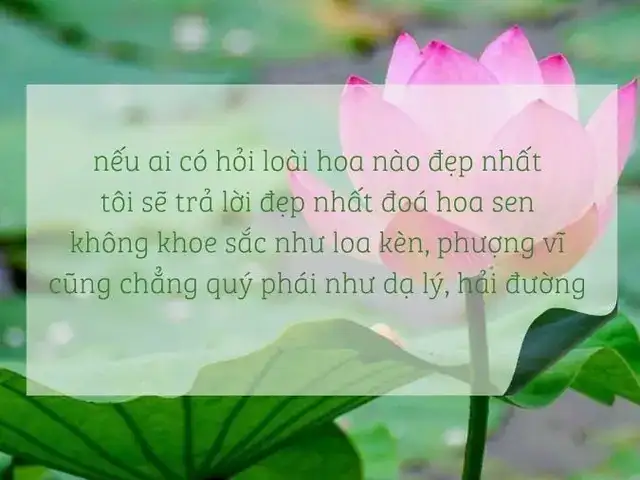 câu nói hay về hoa râm bụt