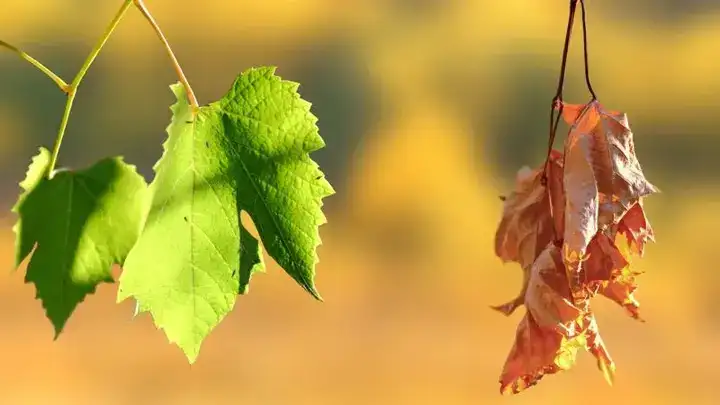 những câu nói hay về sinh ly tử biệt những câu nói hay về sinh ly tử biệt