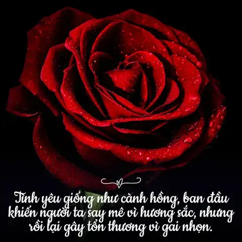 câu nói hay về hoa hồng câu nói hay về hoa hồng