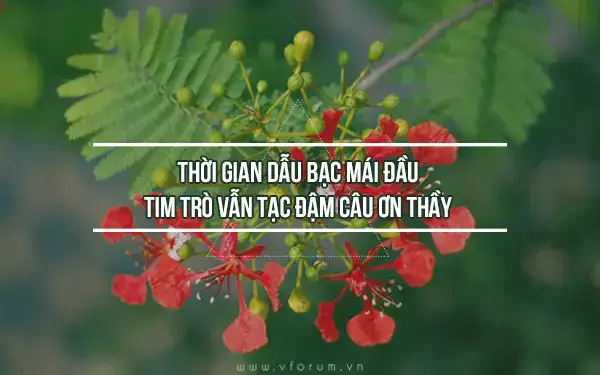 những câu nói tri ân thầy cô