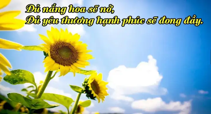 những câu nói thơ hay về cuộc sống những câu nói thơ hay về cuộc sống