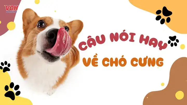 những câu nói hay về thú cưng những câu nói hay về thú cưng