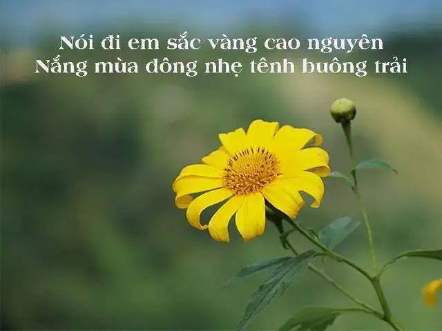 câu nói hay về hoa dã quỳ câu nói hay về hoa dã quỳ