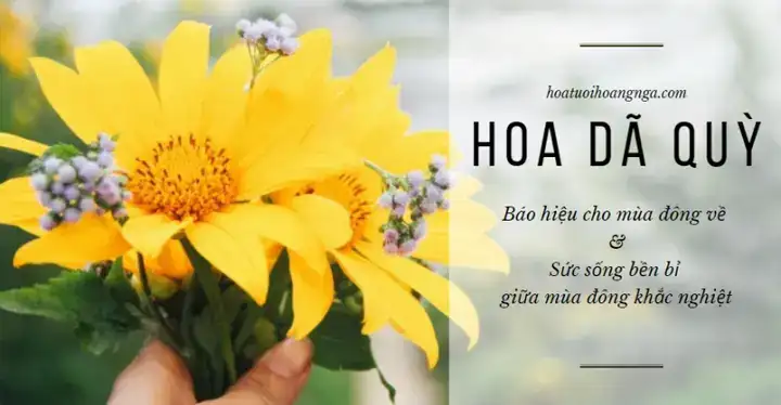 câu nói hay về hoa dã quỳ câu nói hay về hoa dã quỳ