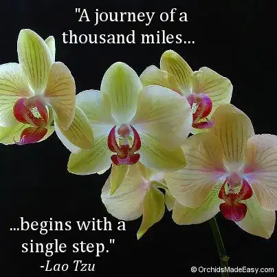 câu nói hay về hoa lan hồ điệp câu nói hay về hoa lan hồ điệp