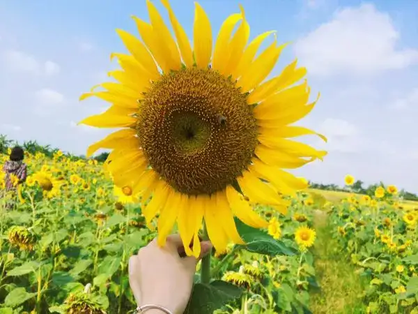 câu nói thể hiện sự quyết tâm