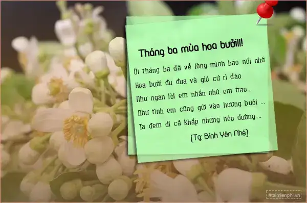 câu nói hay về hoa bưởi câu nói hay về hoa bưởi