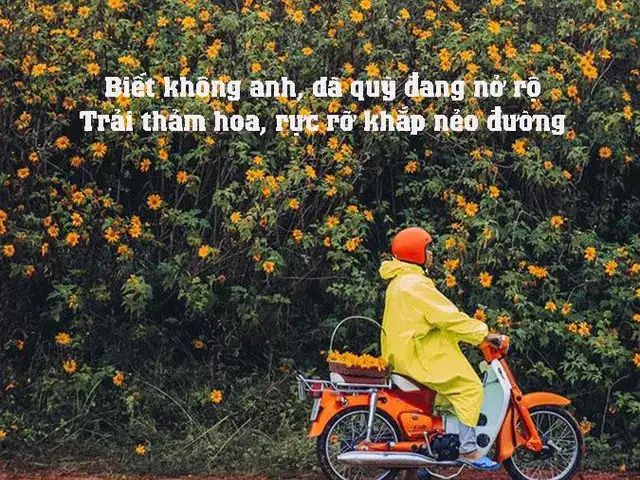 câu nói hay về hoa dã quỳ câu nói hay về hoa dã quỳ