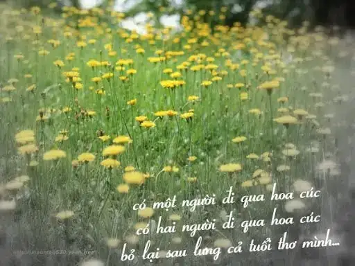 những câu nói hay trong đi qua hoa cúc những câu nói hay trong đi qua hoa cúc