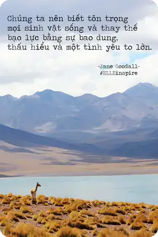 những câu nói hay về bảo vệ động vật những câu nói hay về bảo vệ động vật