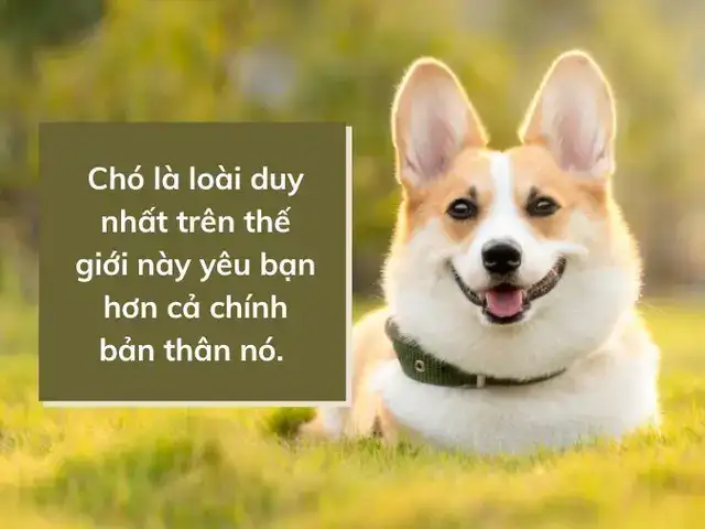 câu nói hay về chợ câu nói hay về chợ