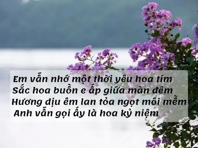 câu nói hay về hoa bằng lăng câu nói hay về hoa bằng lăng
