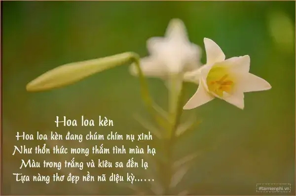 những câu nói hay về hoa loa kèn những câu nói hay về hoa loa kèn