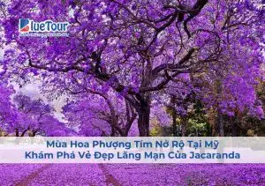 những câu nói hay về hoa phượng tím những câu nói hay về hoa phượng tím