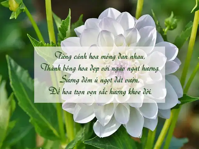 những câu nói hay về hoa thược dược