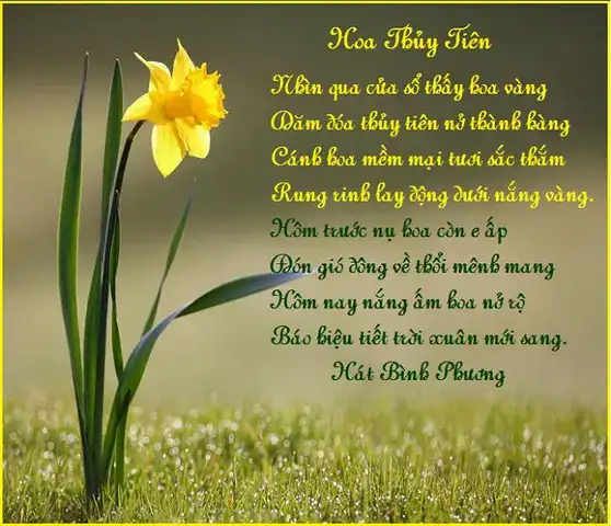 câu nói hay về hoa thủy tiên