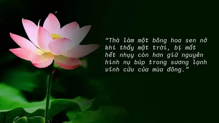 những câu nói hay về hoa tuyết những câu nói hay về hoa tuyết