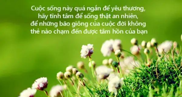 những câu nói hay về huynh trưởng những câu nói hay về huynh trưởng