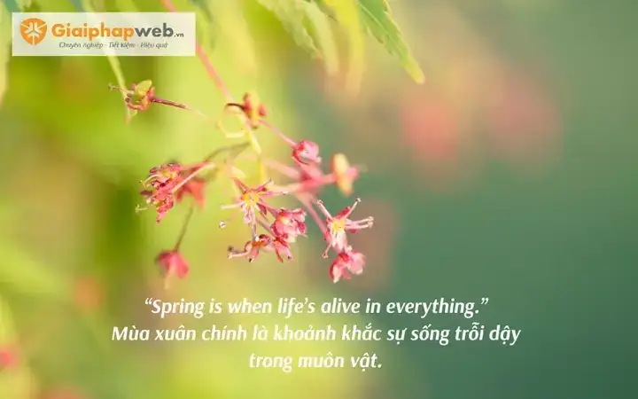 những câu nói hay về mùa xuân bằng tiếng anh
