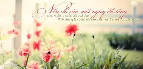 những câu nói hay về sức sống mãnh liệt những câu nói hay về sức sống mãnh liệt