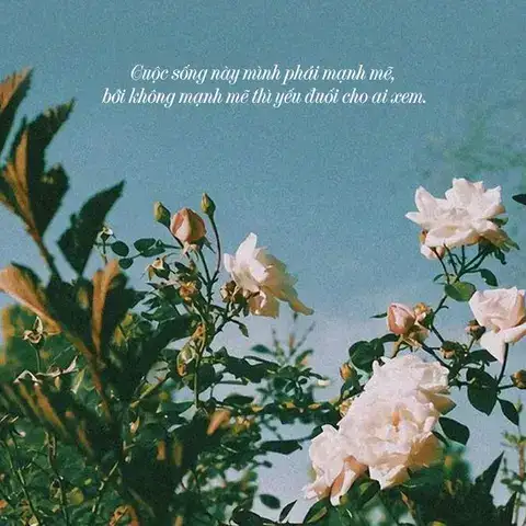 những câu nói hay trên face