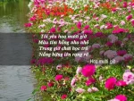 câu nói hay về hoa mười giờ
