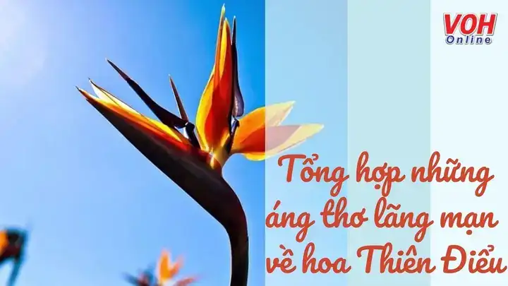 câu nói hay về hoa thiên điểu câu nói hay về hoa thiên điểu