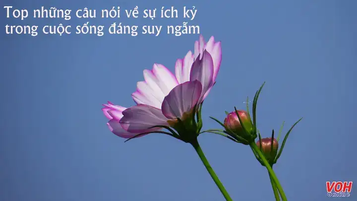 câu nói hay về sự ích kỷ trong tình yêu câu nói hay về sự ích kỷ trong tình yêu