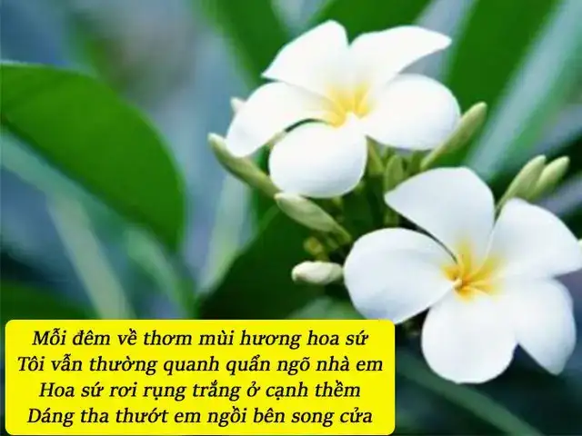 câu nói hay về hoa sứ