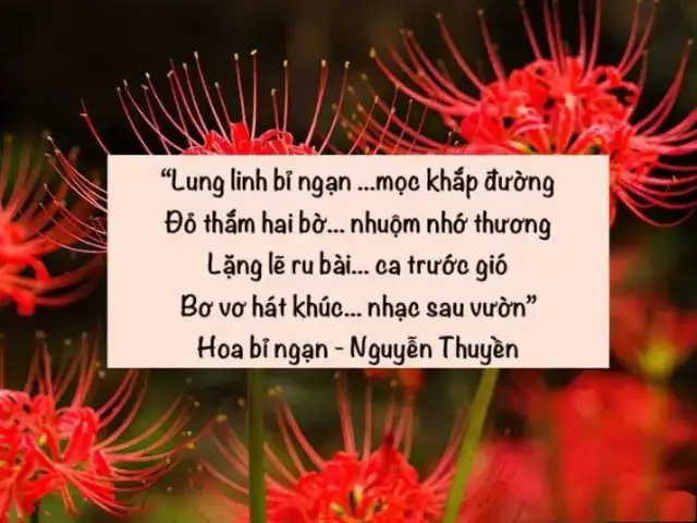 câu nói hay về hoa bỉ ngạn câu nói hay về hoa bỉ ngạn