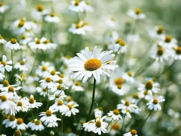 câu nói hay về hoa cúc dại