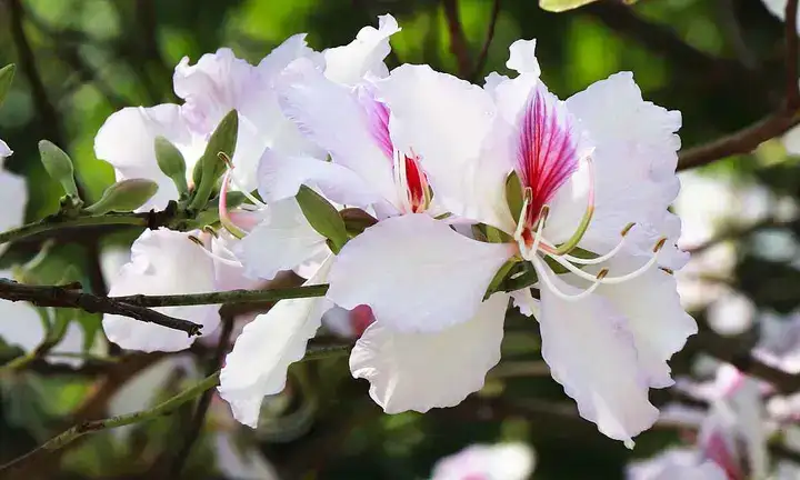 những câu nói hay về hoa ban những câu nói hay về hoa ban